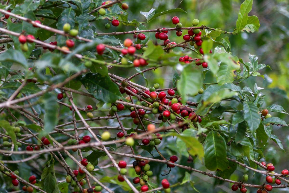 Ethiopia Yirgacheffe