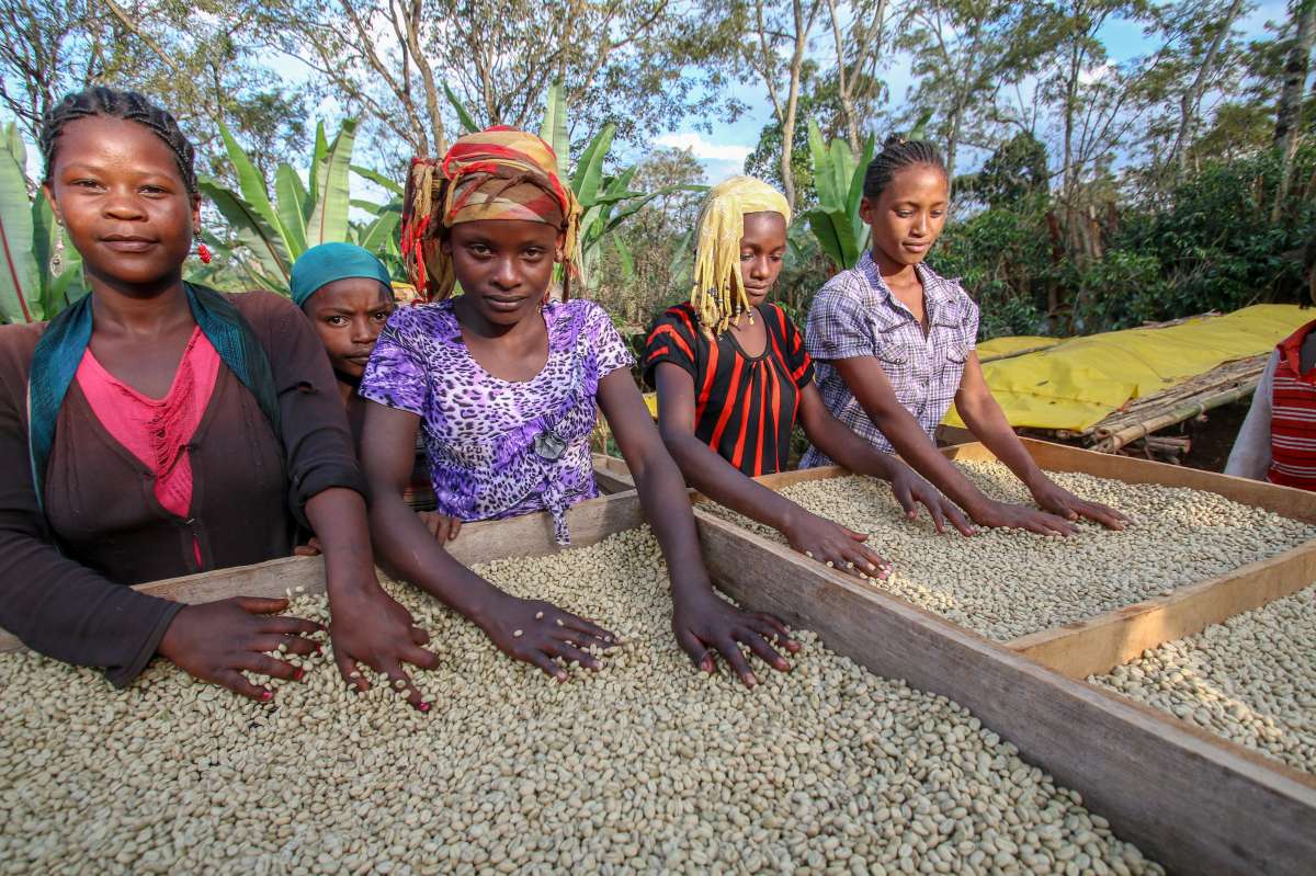 Ethiopia Yirgacheffe