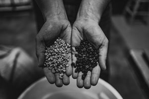 Black and White hands holding unroasted green coffee beans and roasted coffee beans