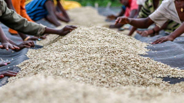 Ethiopia Yirgacheffe